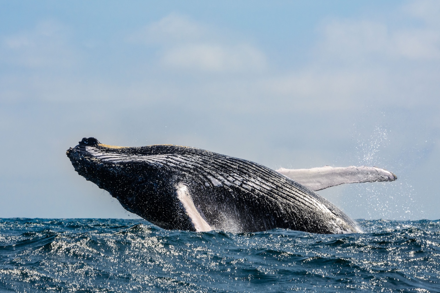 Humpback whale breaching ocean surface in Galapagos Islands, Ecuador